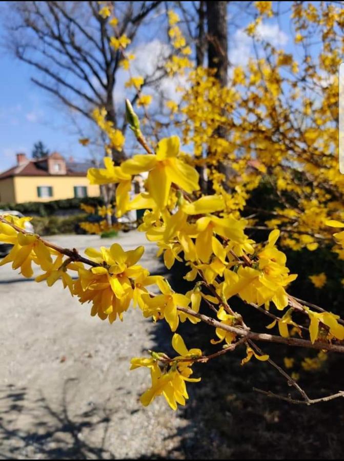 Bed&Breakfast Villa Camilla Ivrea Esterno foto
